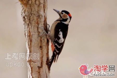 以大树和啄木鸟的故事为话题的作文