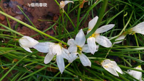 雨后小故事动态图