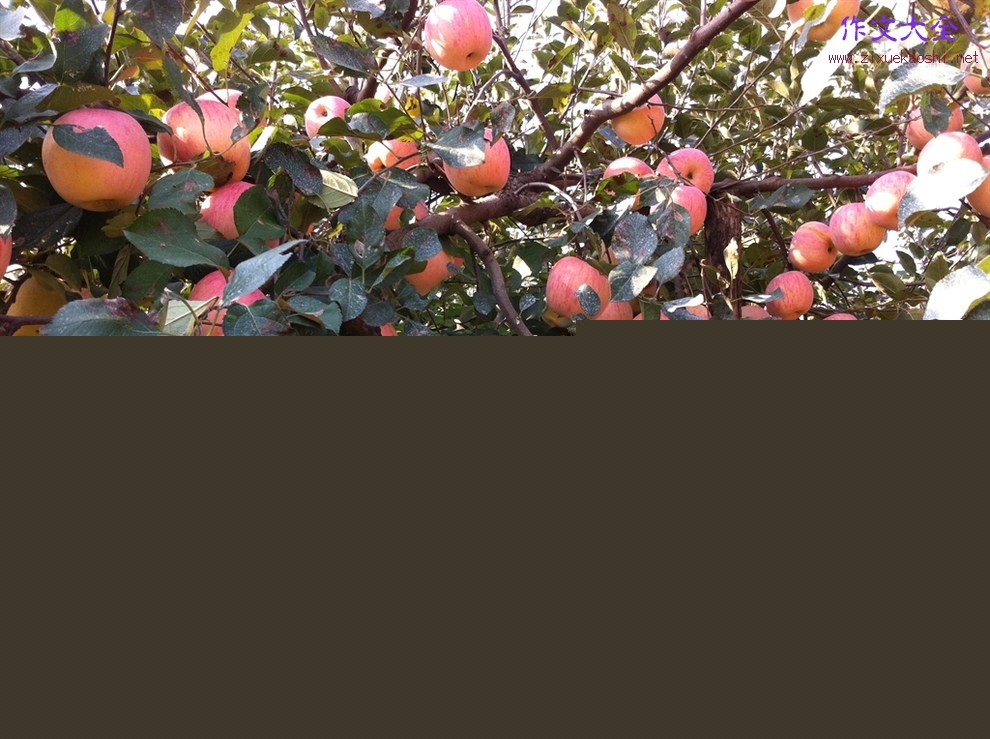 小学三年级作文我爱家乡的苹果