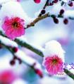 梅花作文托物言志