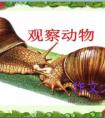 三年级观察蜗牛作文