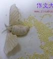 观察日记：蚕宝宝